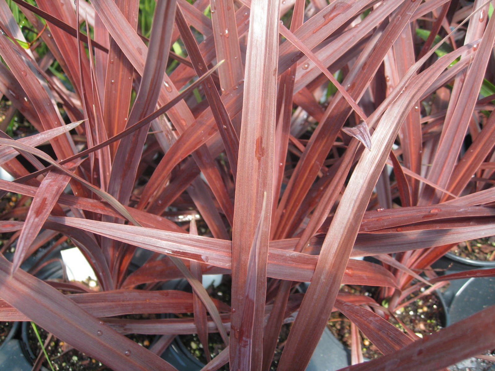 Online Plant Guide Cordyline 'Red Star' / Red Spike Ti Plant